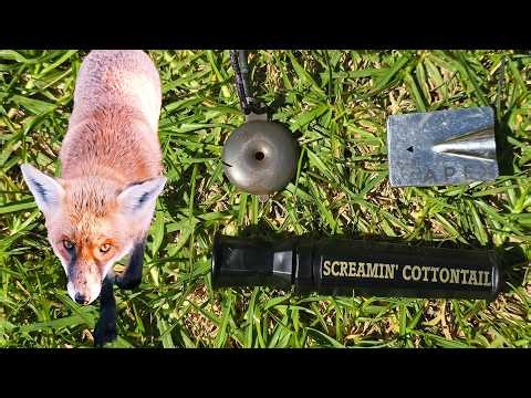 How To Whistle In, Or Call In Foxes