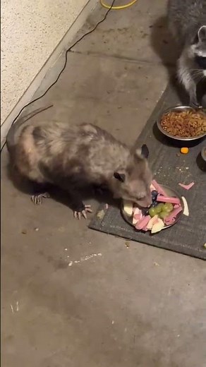 Opossum, Skunk, Raccoon, and Cat Having Dinner on the Porch || ViralHog