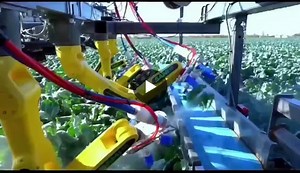 🤖Robotics Sunday🤖❗Harvesting broccoli with robots❗ Harvesting broccoli is one of the toughest challenges in farming automation - the crop grows unevenly, requires delicate handling, and matures… | Marcin Gwóźdź | 14 comments
