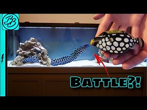 Spotted Clown Trigger Enters DANGEROUS Tank Filled With FIERCE Predators!