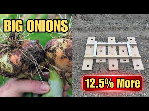 The Secret to HUGE Onions (12.5% More Yield!)