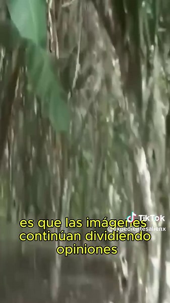 ¿ALIEN GRIS EN UN BOSQUE DE MÉXICO? 👽 Excursionistas aseguran haber grabado una extraña figura moviéndose entre los árboles de un bosque mexicano. Las imágenes han provocado un intenso debate entre creyentes y escépticos. ¿Qué fue realmente lo que captó la cámara? #fypviralシ #foruyou #fyp #parati #fypシ゚viral