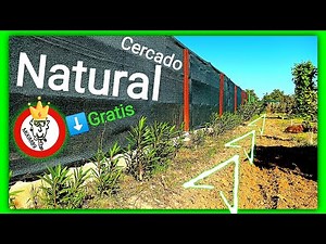 Como Cercar o Vallar un Campo Gratis de Manera Natural con Esquejes de Adelfa o Baladre By mixim89