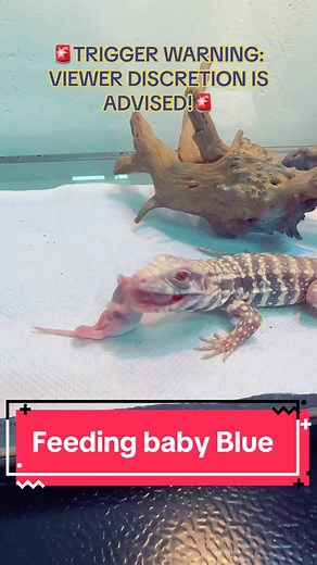 🚨warning! Feeding video🚨 #crediballpythons #xy #xyz #xyza #love #animals #animalsoftiktok #snakes #snakesoftiktok #funnyanimals #breeding #hatchlings #ballpythons #ballpythonmorphs #reptiles #reptilesoftiktok #reptilekeeper #exoticpets #babyanimals #wildliferescue #cutepets #ballpython #cuteanimals #ballpythons #serpents #babyanimals #dinosaur #animalsoftiktok #reptilekeeper #creature #wildanimals #conservation #reptile #exoticpets #wildlife #foryou #foryoupage #fyp #TrendTokApp #TrendTok