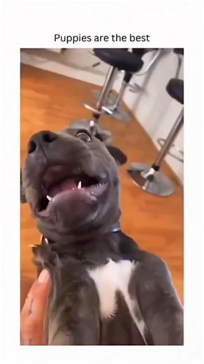 116K views · 2.9K reactions | Funny and cute dogs compilation 藍… #funnydog #funnypet #cutedog #dogsoftiktok #doglover #dog | Respect Life | Facebook