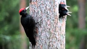 Skin & Bones - Big Idea: Resource Partitioning | Smithsonian Institution