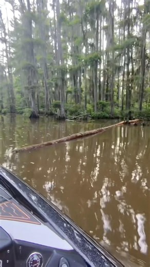 When the water level comes up on Caddo you need to be careful for this