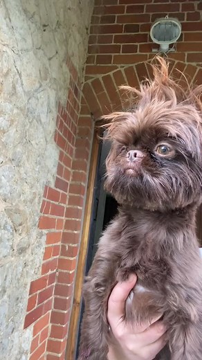 What do you think his breed is #shihtzusoftiktok #branstonwehavearrived #dogtok #dogsoftiktok #dogs #funnydogvideos #funnyvideos #foryoupage #laughing #dog | Branstonandpickle01