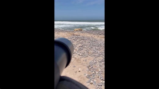 Lioness rests on beach side in Skeleton Coast, Namibia