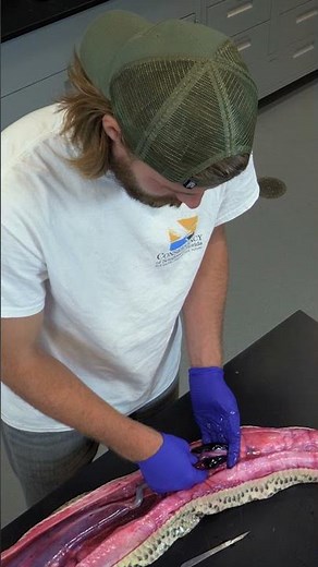 Burmese Python Dissection - The Heart | #shorts