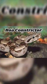 The Boa Constrictor: The Silent Squeeze of the Jungle 🐍🌿#boaconstrictor #snake #nature #wildlife