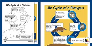 Platypus Life Cycle Poster