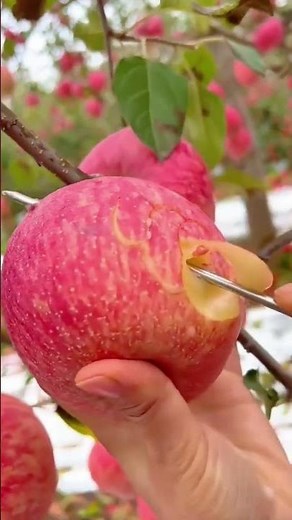 Precise carving of an intricate spiral pattern on a fresh red apple