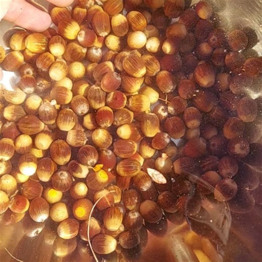 Soaking acorns in water is a great way to separate imature and insect damaged acrons (which float) from healthy viable ones (that sink). | Piedmont Discovery Center
