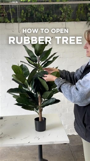 How to Open - Artificial Rubber Tree