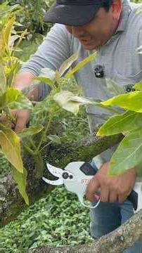Today we're going to prune this avocado tree with new shoots. #viralvideo #avocado #agriculture #...