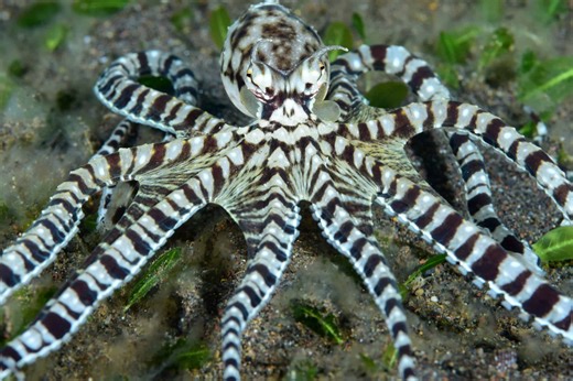 The Mimic Octopus's Masterful Camouflage Capabilities
