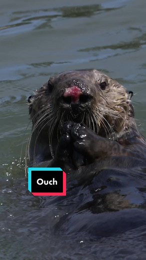 Cute Yet Vicious Sea Otters: Watch This Female Otter in Action!