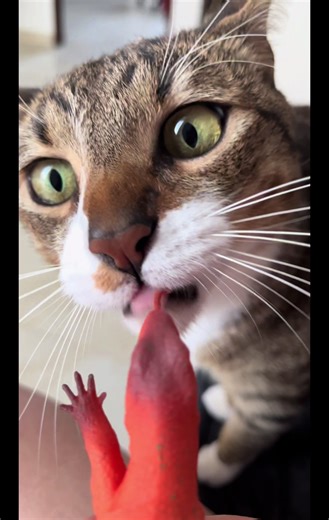 Joji the Cat vs Toy Lizard: Adorable Pets Showdown