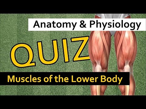 QUIZ: Muscles of the Lower Body | Anatomy & Physiology