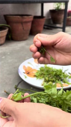 Organic vegetable fiddle head fern #countrybeauty #vegetable #food #greens #nature