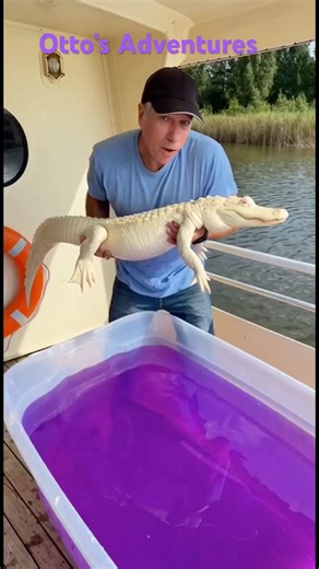 Otto’s Adventures #PinkAlligator #Alligator #AlbinoAlligator #Marshmallow #Florida #Labelle #River