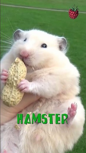 Meet the Hamsters: Fun Facts and Care Tips!