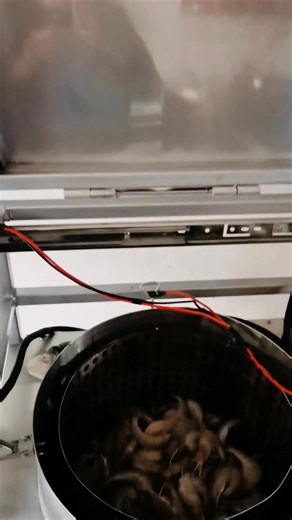 1.5K views · 96 shares | ¿Sabías qué? En Sistemas Automatizados de Nayarit diseñamos y fabricamos una máquina que es capaz de pelar 30 kilos de camarón por hora. Una máquina diferente de las ya comerciales chinas, ¡¡CONOCENOS!! Información de contacto, WhatsApp 311 392 3041 ✌ | Sistemas Automatizados de Nayarit | Facebook