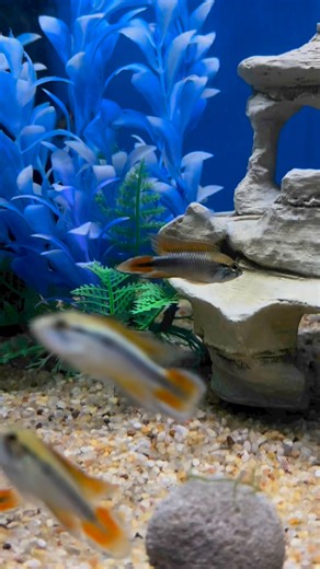 🔥🔥Apistogramma Agassizi Double Red🔥🔥 Available in store | A1 Tropicals