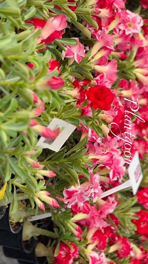 Dm @8547669938 for premium adenium plants 🪴💝 . All the details about adenium plant size , prices, variety, how to place an order , plant aftercare all are included in this video 🪴😊 . . Now combo offers for adenium plants are available 🪴❤️ 10 plants = 2000/- (you can select any plant) Original pp : 3000 🪴 5 plants = 1250/- Orginal price : 1500 | Plantgoon