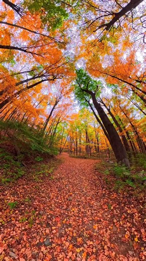 14K views · 17K reactions | Trapped in Fall  #newyork #ny #fall #autumn #beautiful | Christian Bobadilla | Facebook