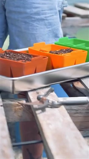 Sowing seeds in the heart of winter is one of our favorite rituals for spring. 🌼🌷🌿 Growing your own starts means stronger plants, fewer pests, and even better harvests. And the best part? It’s easier than you think! Check out our Garden Blog for tips, tricks, how to get started, materials you may need, troubleshooting, and more. What seeds are you excited to get started this month? 🥰 | Sow True Seed