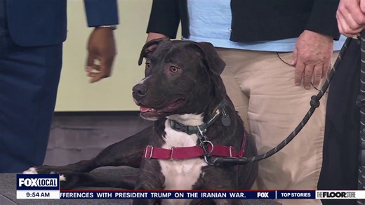 Bay Area animal shelter hosting St. Pitty's Fair adoption event this weekend