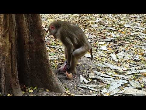 Oop drop baby sob when aim to block milk