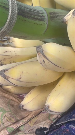 How are seedless bananas grown? #recipe #nutritiousfood #koreanfood