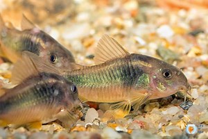 Best Substrate For Corydoras (You Must Know This)