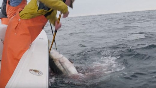 How to Fight and Land a Bluefin Tuna - A Step by Step Guide