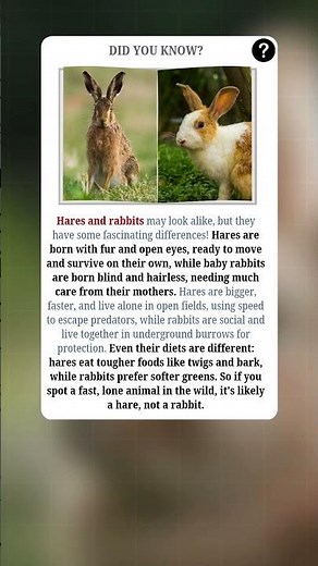 Hare vs. Rabbit: What’s the Difference? 🐇🐰 | #fact #facts #shorts