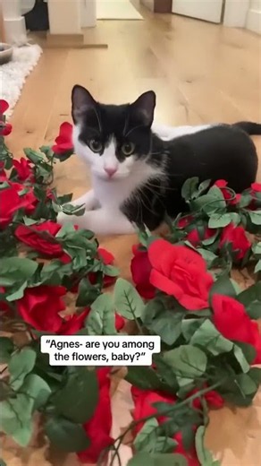 Finding my tuxedo cat in the prettiest spot