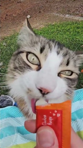 Kitty Girl LOVES to sit outside and have a treat :) She just hangs out and watches the kids splash
