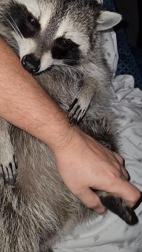 Lolly is such a sweet & loving girl. Even though we just had a shower, she wanted to make sure I was extra clean🤣 And then layed back on my chest and went to sleep. We are lucky to have such a loving raccoon🥰 🥰 . . . . . . . . #raccooncuddles #cuteraccoons #raccoon #raccoons #funnyraccoons #cuddlyraccoons #playfulraccoon #raccoonplaying #cleanraccoon #raccoonwashing #snugglyraccoon #raccoonmess #messyraccoons #dogfriends #raccoonfriends #pettingraccoons #adorableraccoon #raccoonlife #raccoonb