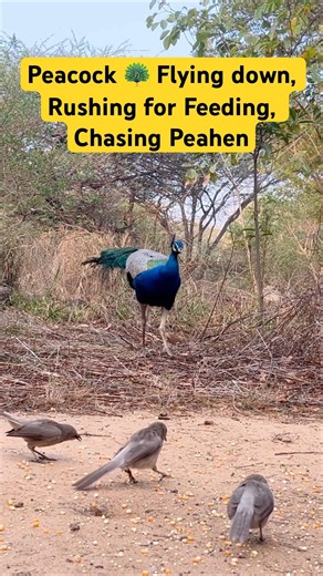 Peacock Flying down, rushing for Feeding and Chasing Peahen #wildlifeentertainment #naturelovers