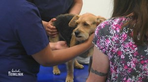 Frauchen ist aufgeregter als ihr Hund: Paco hat Schmerzen am Bein