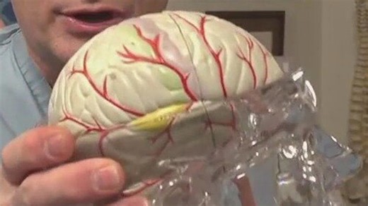 New study finds 4 pivotal ages for your brain