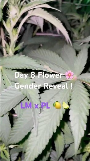 First Signs of Gender! Cannabis Phenotype | Flowering Day 8🌱