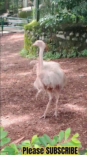 GREATER RHEA #birds #wildlife
