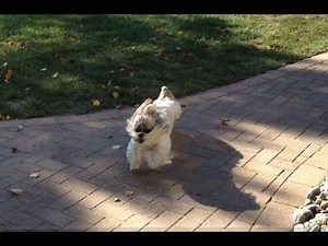Shih Tzu dog Lacey running around outside, entertaining herself 🤪😆 | Zoomies! 🐾💨💨