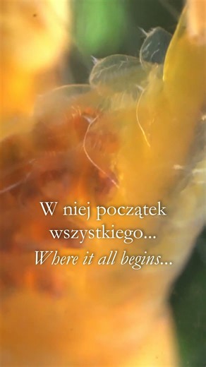 💛 16 Sekund Spokoju / 16 Seconds of Peace (Macro ASMR) 🦐 #shorts #akwarystyka #mindfulness #haïku