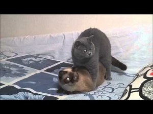 Timothy & Daisy cats Mating.
