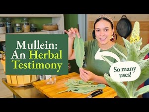 Mullein Tincture and How to Use it in Herbal Medicine